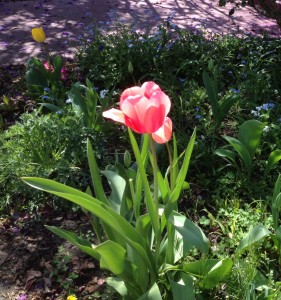 Spring Tulips