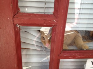 Cat in the window