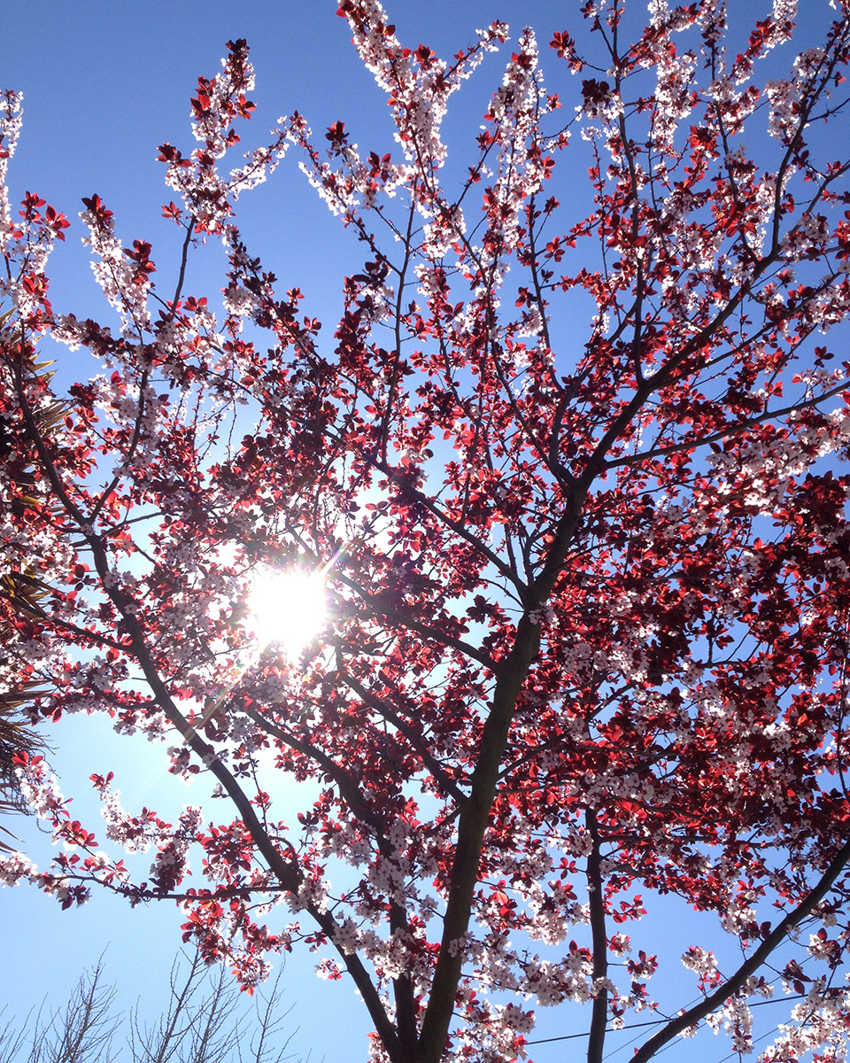 Sun through a tree