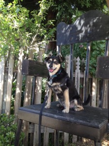 Dog in chair